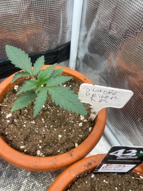 Sundae Driver. Week 2