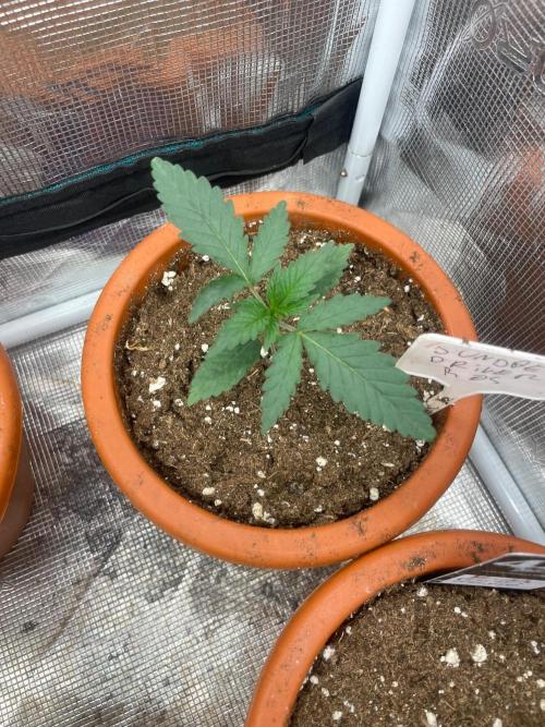 Sundae Driver. Week 2