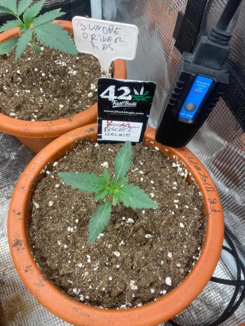 Biscotti Gelato. Week 2
