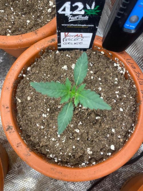 Biscotti Gelato. Week 2
