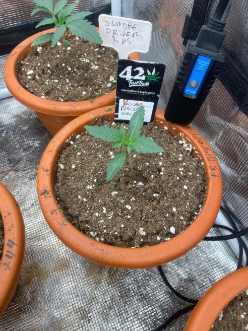 Biscotti Gelato. Week 2
