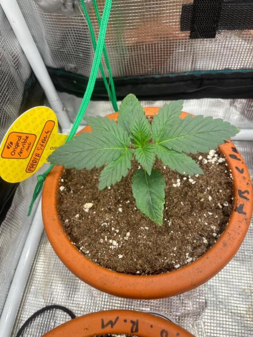 Papaya Stank. Week 2