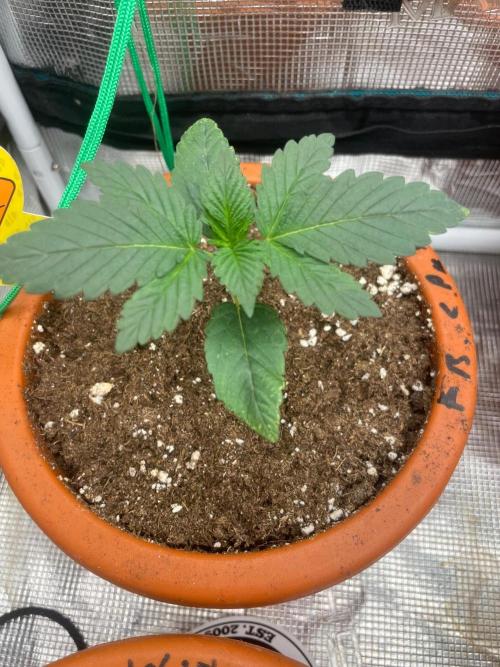 Papaya Stank. Week 2
