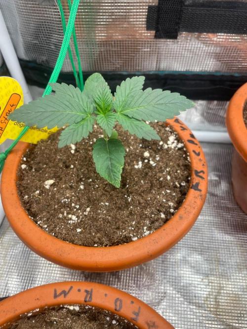 Papaya Stank. Week 2