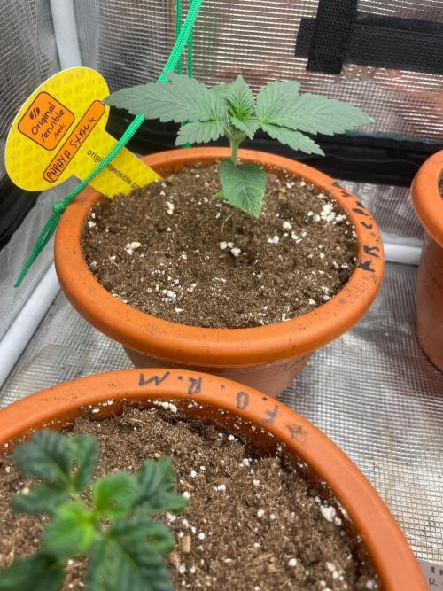 Papaya Stank. Week 2