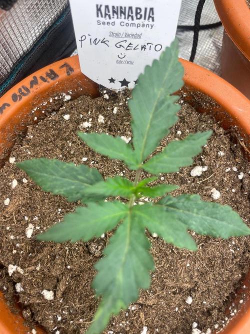 Pink Gelato. Week 2