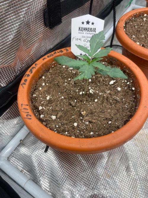 Pink Gelato. Week 2