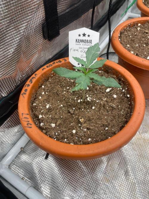 Pink Gelato. Week 2