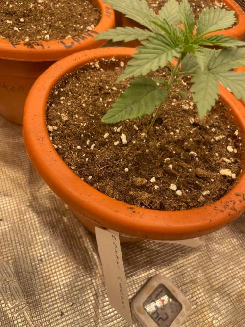 CCG SS Project Super Lemon  Cherry. Week 2