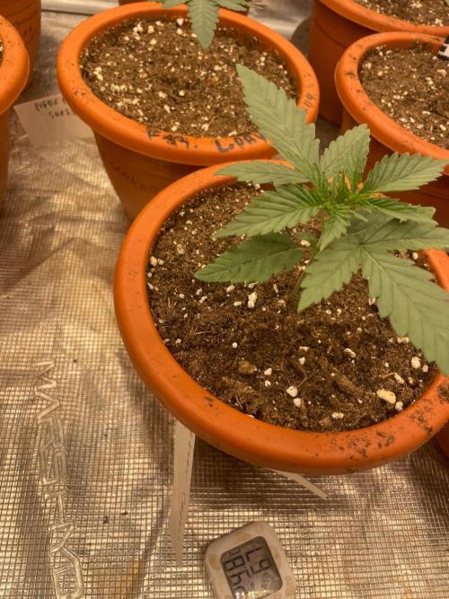 CCG SS Project Super Lemon  Cherry. Week 2
