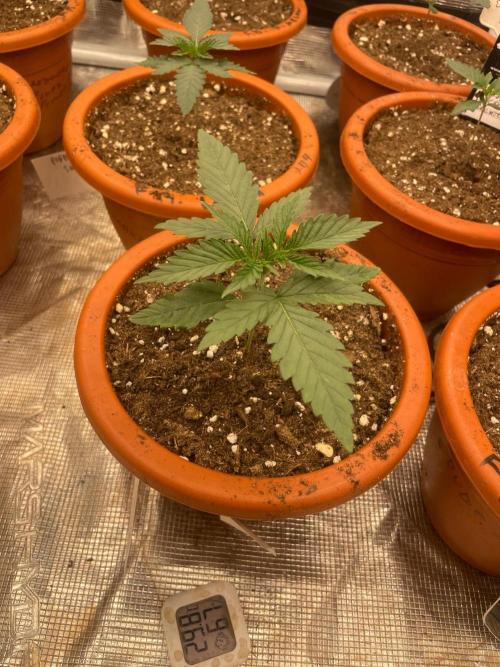 CCG SS Project Super Lemon  Cherry. Week 2