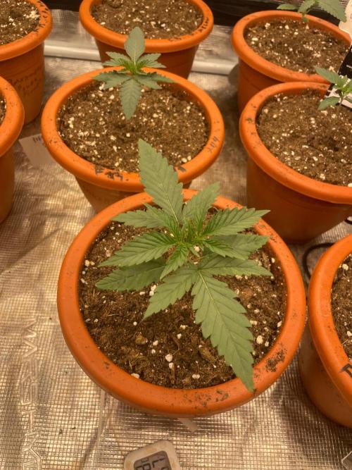 CCG SS Project Super Lemon  Cherry. Week 2