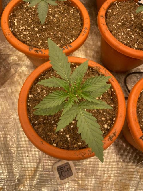 CCG SS Project Super Lemon  Cherry. Week 2