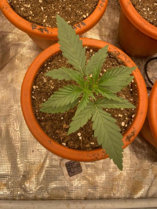 CCG SS Project Super Lemon  Cherry. Week 2