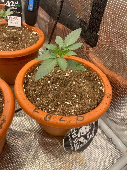 CCG SS project Sour Sherb. Week 2