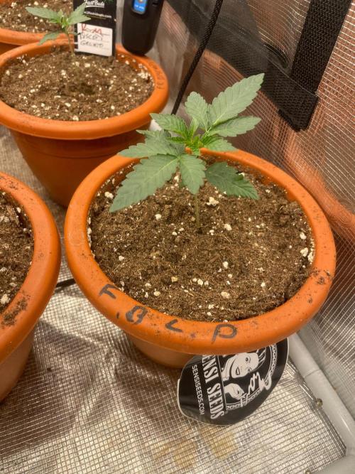 CCG SS project Sour Sherb. Week 2