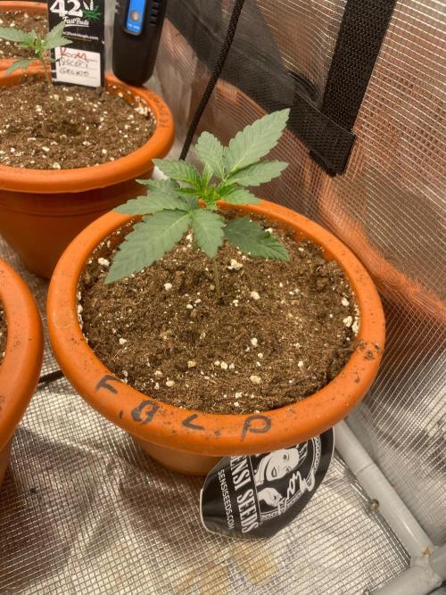 CCG SS project Sour Sherb. Week 2