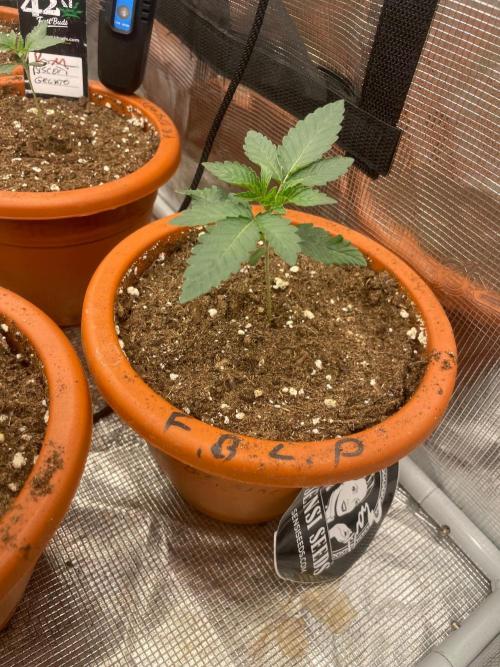 CCG SS project Sour Sherb. Week 2