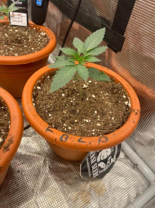 CCG SS project Sour Sherb. Week 2