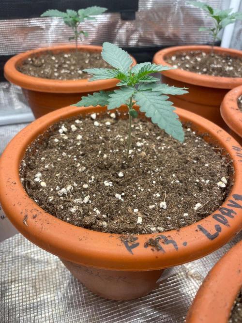 CCG SS Project Purple Panties. Week 2