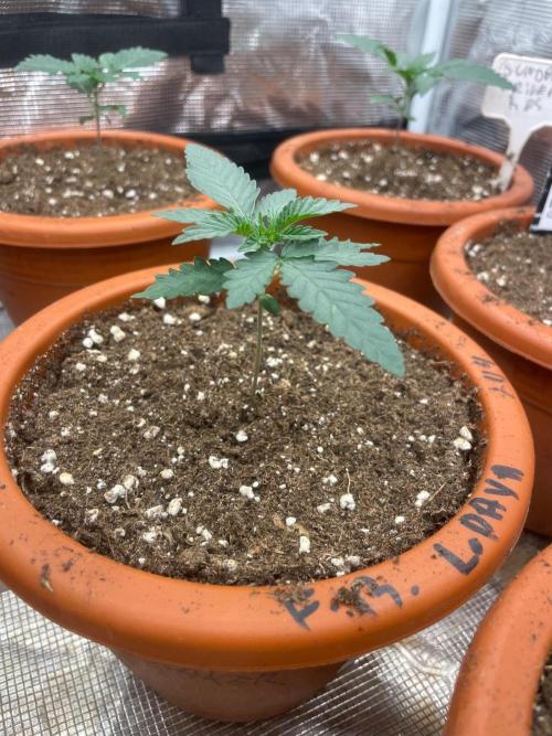 CCG SS Project Purple Panties. Week 2