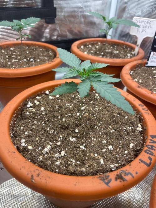 CCG SS Project Purple Panties. Week 2