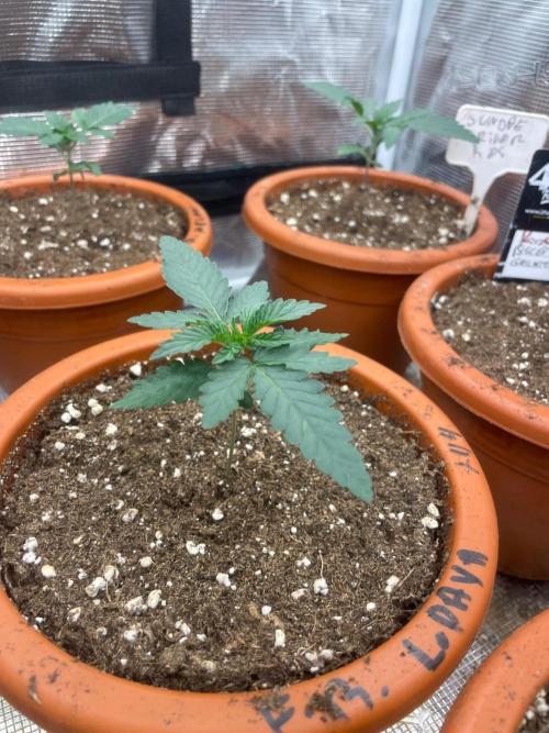 CCG SS Project Purple Panties. Week 2