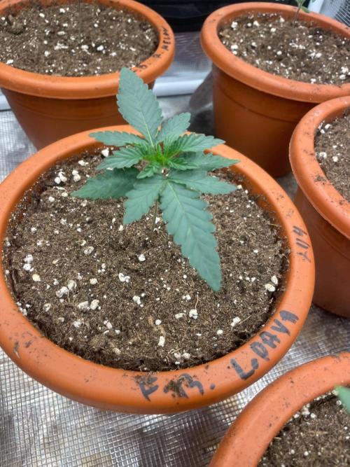 CCG SS Project Purple Panties. Week 2