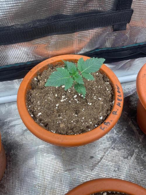 Monster Maker. Week 2