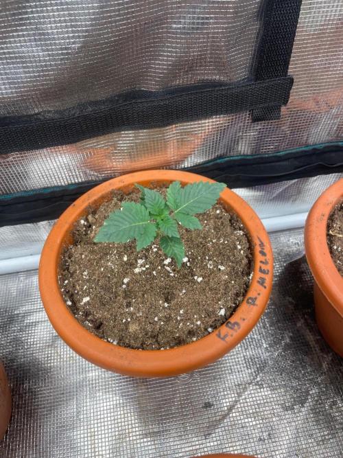 Monster Maker. Week 2
