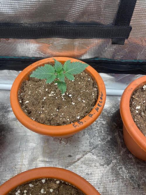 Monster Maker. Week 2