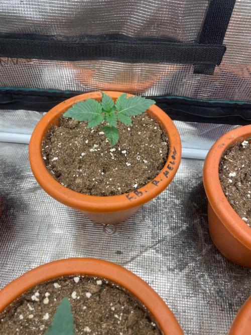 Monster Maker. Week 2