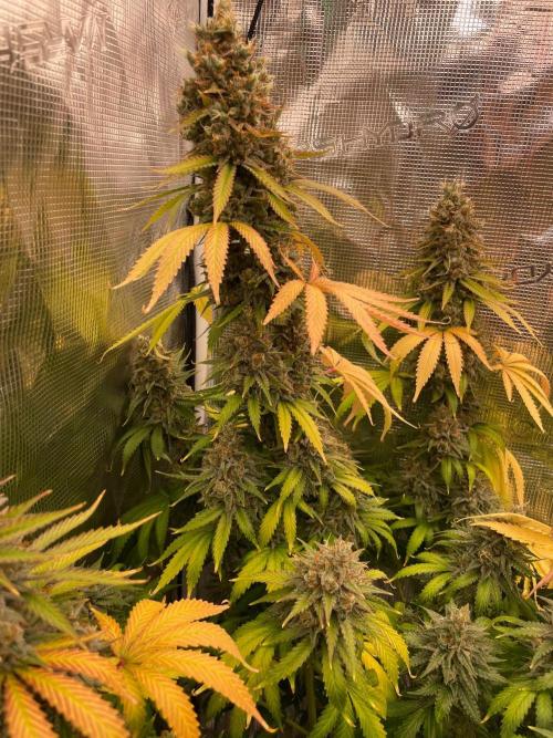 Northern lights. Week 17