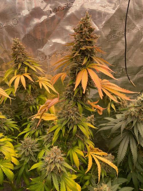 Northern lights. Week 17