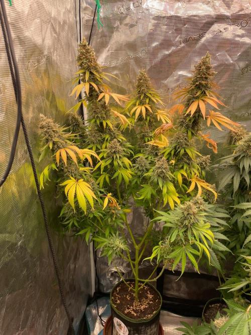 Northern lights. Week 17