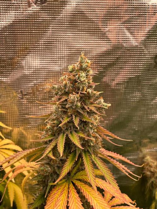 Northern lights. Week 17