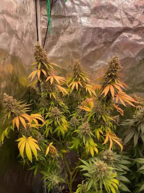Northern lights. Week 17