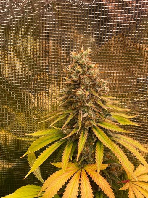 Northern lights. Week 17