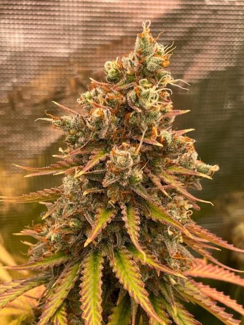 Northern lights. Week 17