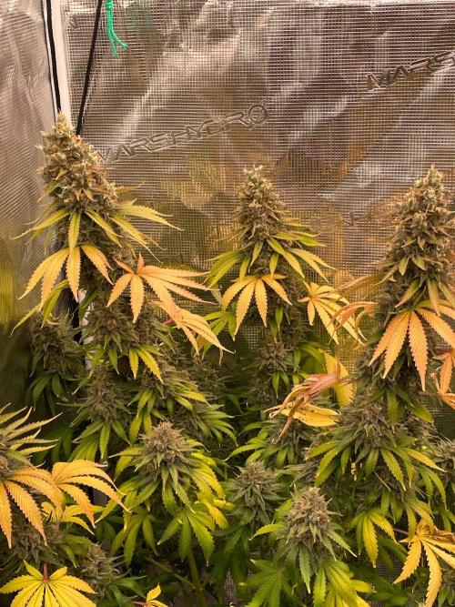 Northern lights. Week 17