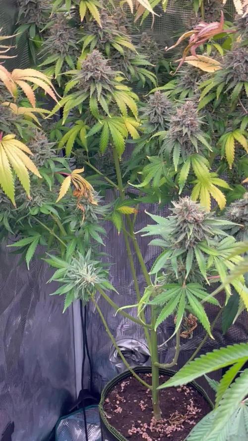 Northern lights