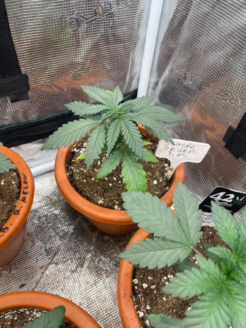 Sundae Driver. Week 3