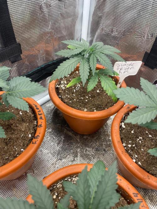 Sundae Driver. Week 3