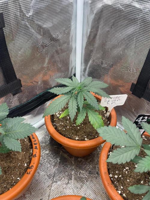Sundae Driver. Week 3