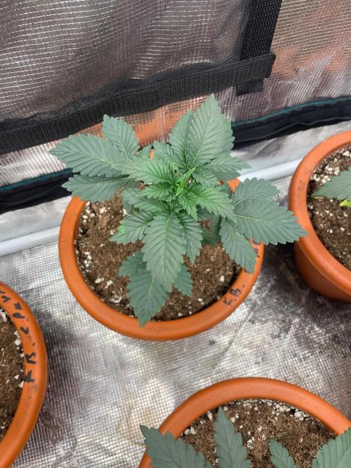 Monster Maker. Week 3