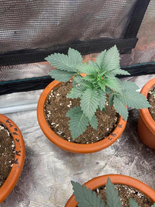 Monster Maker. Week 3