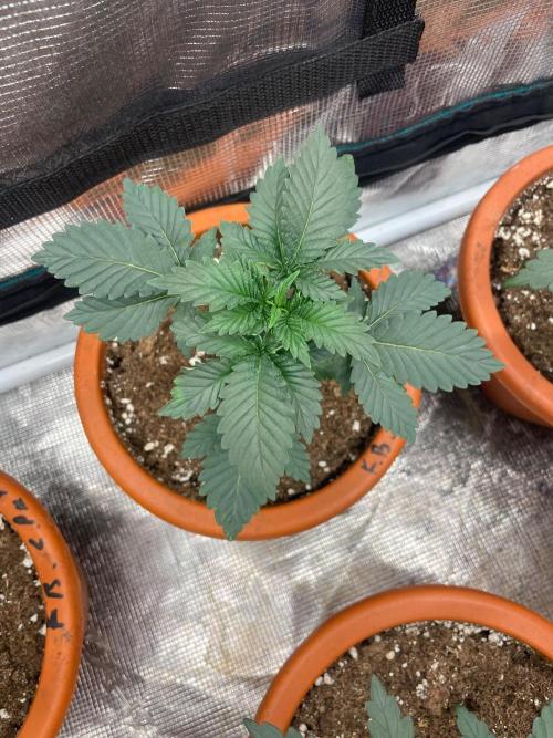 Monster Maker. Week 3
