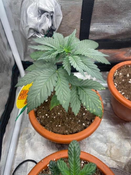 Papaya Stank. Week 3