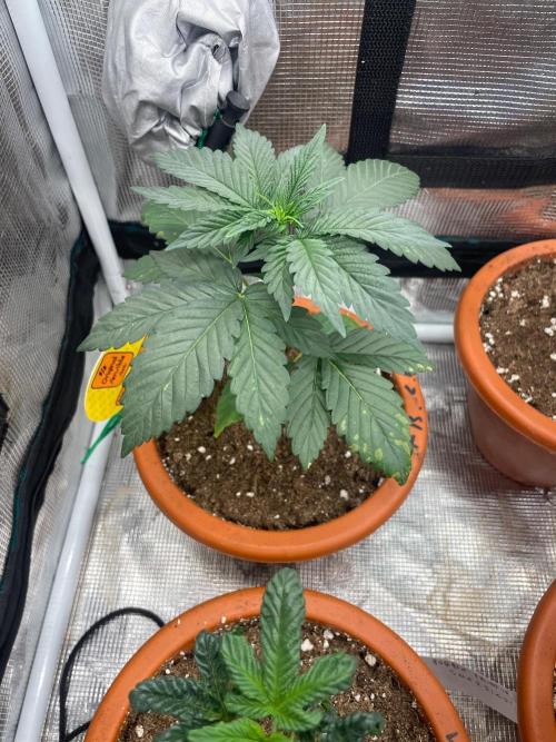 Papaya Stank. Week 3