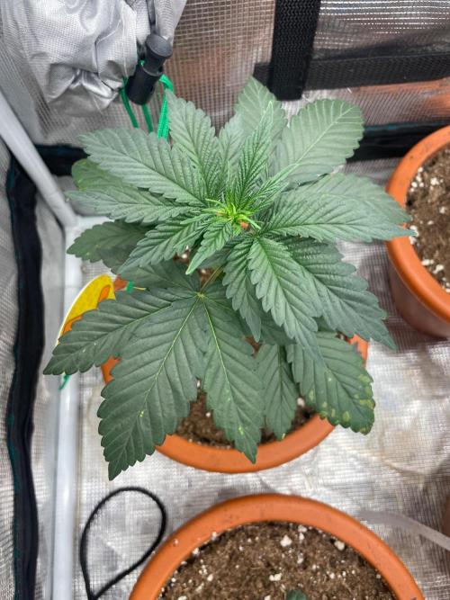 Papaya Stank. Week 3